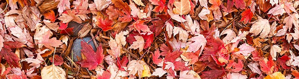 Leaf cleanup and removal services in Columbia, SC